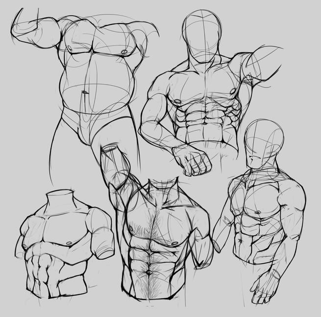 Anatomy Study